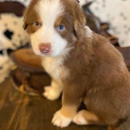 Australian Shepherd and Miniature Australian Shepherd Puppies from Aussie Trail Farms