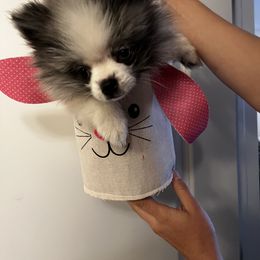 Pomeranian Puppies from Somos Pomeranians | Selectively Bred Puppies