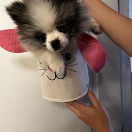 Pomeranian Puppies from Somos Pomeranians | Selectively Bred Puppies