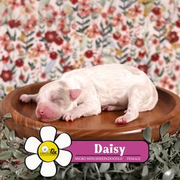 Daisy - Fawn and white female Sheepadoodle puppy in Cleveland, Tennessee from Narrow Path Old English & Sheepadoodles