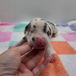 Maverick - Harlequin male Great Dane puppy in Kannapolis, North Carolina from Carolina Great Danes & Toy Poodles