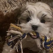 Companion Crosses, Mal-Shis, Maltipoos, and Morkies from Real Darling Pups