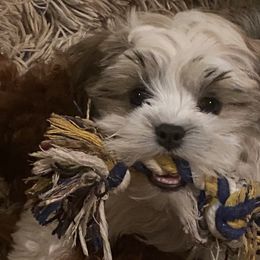 Companion Crosses, Mal-Shis, Maltipoos, and Morkies from Real Darling Pups