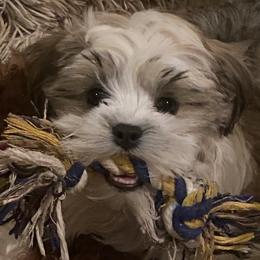 Companion Crosses, Mal-Shis, Maltipoos, and Morkies from Real Darling Pups