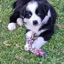 Mittens - Lavender - Girl - Black tri-color female Australian Shepherd puppy in Charlotte, North Carolina from Tranquility Trail Aussies