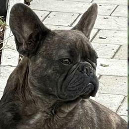 Brindi - French Bulldog