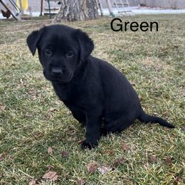 Labrador Retriever Puppies from Dutson Labs