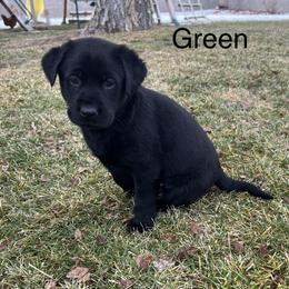 Labrador Retriever Puppies from Dutson Labs