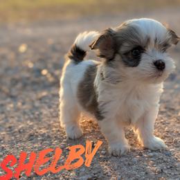 Shelby - Chocolate female Havanese puppy in Sebastian, Texas from Third Coast Havanese