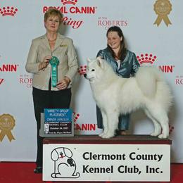 Samoyed Puppies from Velvet Sky Samoyeds (Puppies Due 3/26/22) Accepting applications now