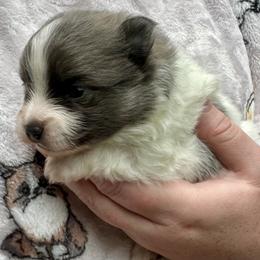 Blue Sable Parti boy 3 wks - Blue parti male Pomeranian puppy in Madison, Ohio from PawSitive Therapy Pomeranians
