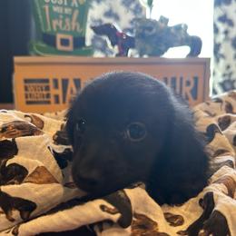 Obsiden - Black male Dachshund puppy in Hudson, Michigan from Mittentail Kennel Miniature Dachshunds & Australian Shepherds