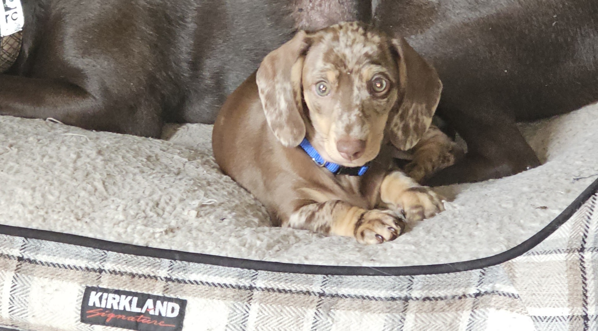 Kevin - Chocolate Dachshund puppy in Mcminnville, Oregon from Winnie's Wonders