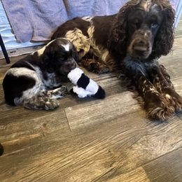 English Springer Spaniel Puppies from English Springer Spaniels at Lands Lodge