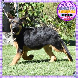 SOCKS IS SUPERB - Black and red female German Shepherd puppy in Murrieta, California from Diamond Oaks German Shepherds