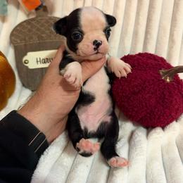 Gracie - Black and white female Boston Terrier puppy in Tampa, Florida from Bayshore Boston Terrier’s