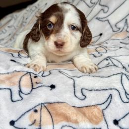Jessie - Piebald female Dachshund puppy in Hornbeck, Louisiana from A&Z Mini Dachshunds