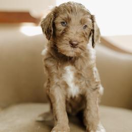 Boy 6 - Merle male Goldendoodle puppy in Hiddenite, North Carolina from Rose and Reid Doodles