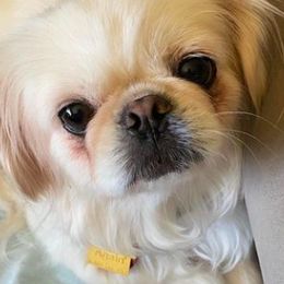 Pekingese from Puppy Paws Pekes