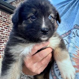 Male 1 - Red tri-color male Australian Shepherd puppy in Kaufman, Texas from Martin's Star Ranch Aussies