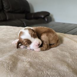 Emperor - Red  male Goldendoodle puppy in Floyd, Virginia from Hearts and Paws Poodles and Doodles