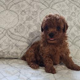 Rocky - Red  male Poodle puppy in Plano, Texas from Dogs lovers