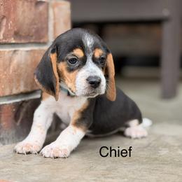 Chief - Black tan and bluetick male Beagle puppy in Mansfield, Missouri from Rippee Creek Kennel