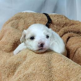 Muffy: OFA parents - White female Coton de Tulear puppy in Westfield, North Carolina from Legacy Pets