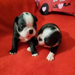 Boston Terrier Puppies from Beatrice's Kennels