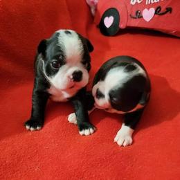 Boston Terrier Puppies from Beatrice's Kennels