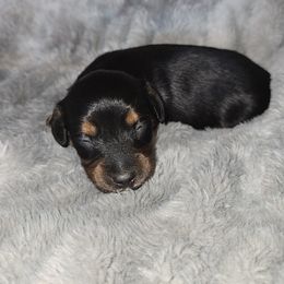 Dachshund Puppies from Tayten Roen