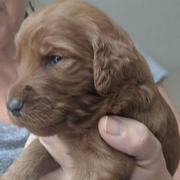 Cockapoo and Goldendoodle Puppies from Jolidoodles