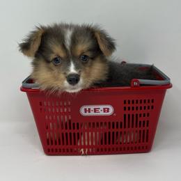 Earl - Blue male Pembroke Welsh Corgi puppy in Waco, Texas from The Comma Corgis