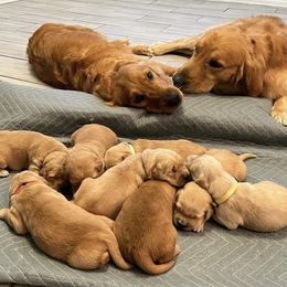 Golden Retrievers from West Valley Goldens