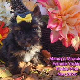 Pinkie - Black and gold female Yorkshire Terrier puppy in Dallas, North Carolina from Mandy's Miracles