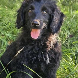 Orzo - Black female Goldendoodle puppy in Eugene, Oregon from Oregon's Legendary Goldens