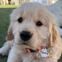 Golden Retrievers from Gradient Golden Retrievers