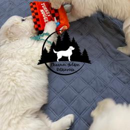 Dachshund and Golden Retriever Puppies from Charmm Dachshunds & English Cream Golden Retrievers