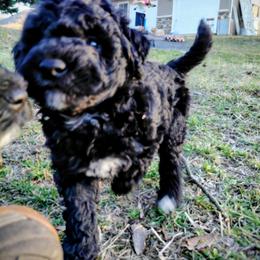 Assorted Doodle Crosses Puppies from Southern Star Goldendoodles