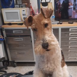 Wire Fox Terriers from Starwyre