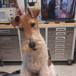 Wire Fox Terriers from Starwyre