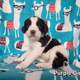 Girl 3 Purple - Liver and white female English Springer Spaniel puppy in Potosi, Wisconsin from Point and Flush Gun Dogs