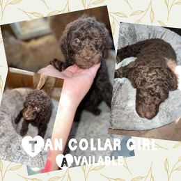 Goldendoodle Puppies from High Standards Az