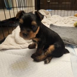 Yorkshire Terriers from Lapinski Yorkies