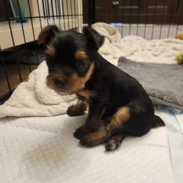 Yorkshire Terriers from Lapinski Yorkies