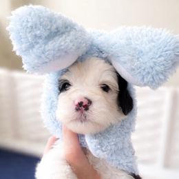 Ireland - Black and white female Sheepadoodle puppy in Rocky Point, North Carolina from CelticDoods