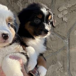 Tri color - Black tri-color male Australian Shepherd puppy in Oneida, Tennessee from Miller's Legacy Natural Australian Shepherds - Full Tails & Dewclaws!