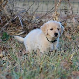Golden Retriever Puppies from Golden Barnes Kennel
