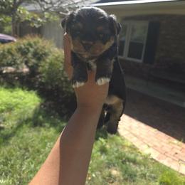 Hutch - Black and tan male Yorkshire Terrier puppy in Charleston, West Virginia from Chuck City Danes & Yorkies