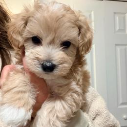 Orange - Champagne male Maltipoo puppy in Clarksville, Tennessee from Bee Mine Maltipoos and Pomeranians
